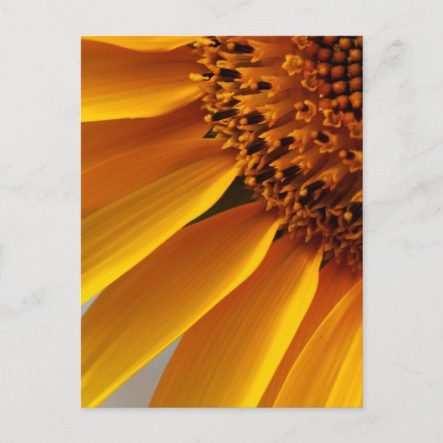 Carte Postale Tournesol (Devant)