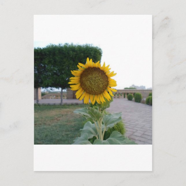 Carte Postale Tournesol (Devant)