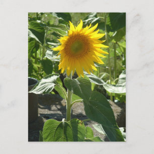 Carte Postale tournesol