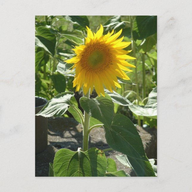 Carte Postale tournesol (Devant)