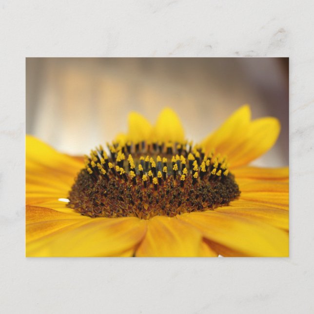 Carte Postale Tournesol (Devant)
