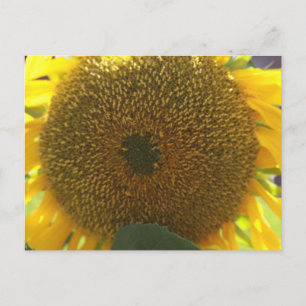Carte Postale Tournesol