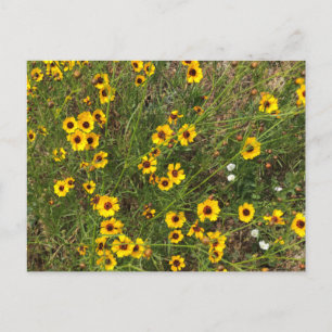 Carte Postale Tournesol