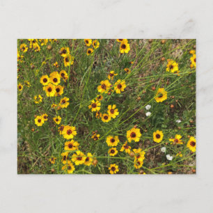 Carte Postale Tournesol