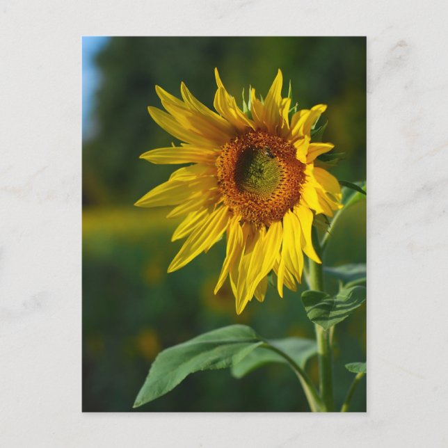 Carte Postale Tournesol (Devant)