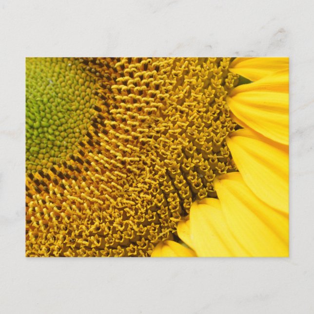 Carte Postale Tournesol (Devant)