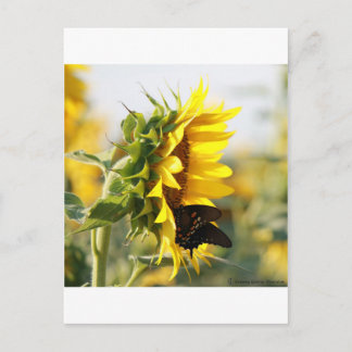 Carte Postale Tournesol