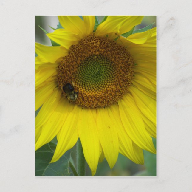 Carte Postale tournesol (Devant)