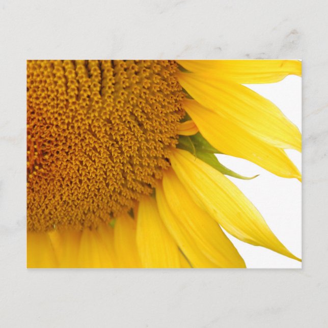 Carte Postale Tournesol (Devant)