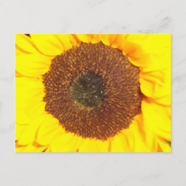 Carte Postale Tournesol (Devant)