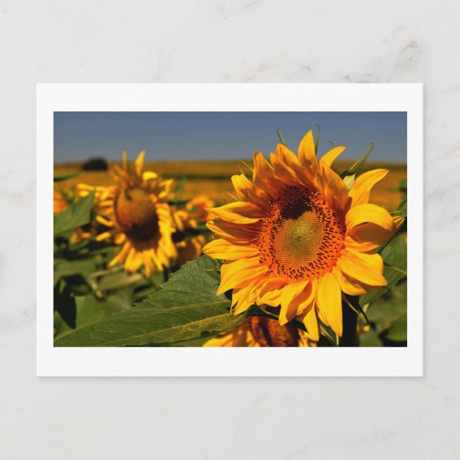 Carte Postale tournesol (Devant)