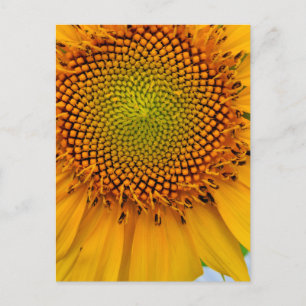 Carte Postale Tournesol