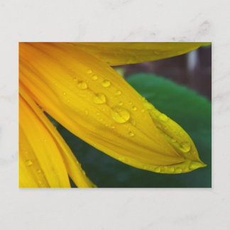 Carte Postale Tournesol