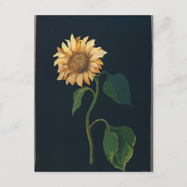 Carte Postale Tournesol (Devant)