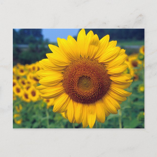 Carte Postale Tournesol (Devant)