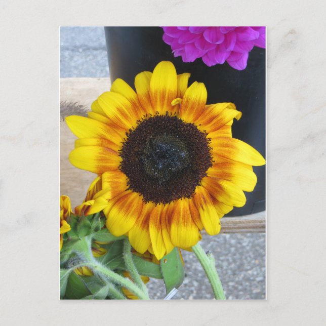 Carte Postale Tournesol (Devant)