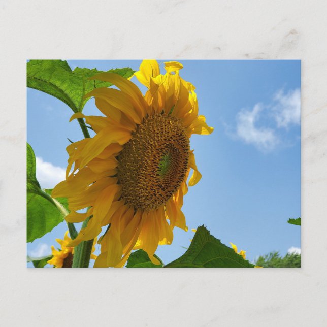 Carte Postale Tournesol (Devant)