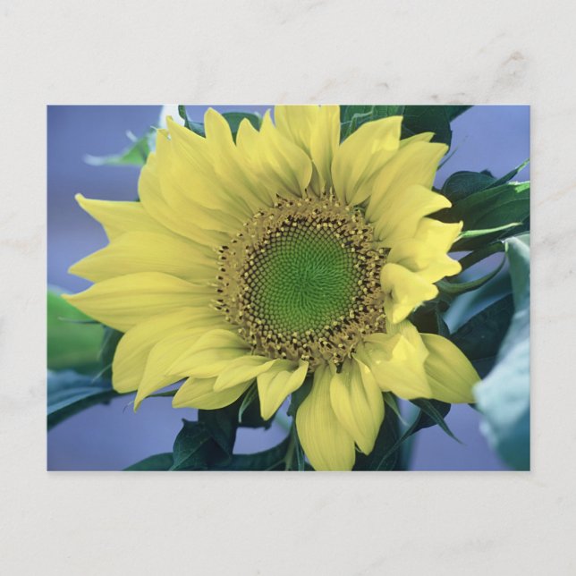 Carte Postale Tournesol (Devant)
