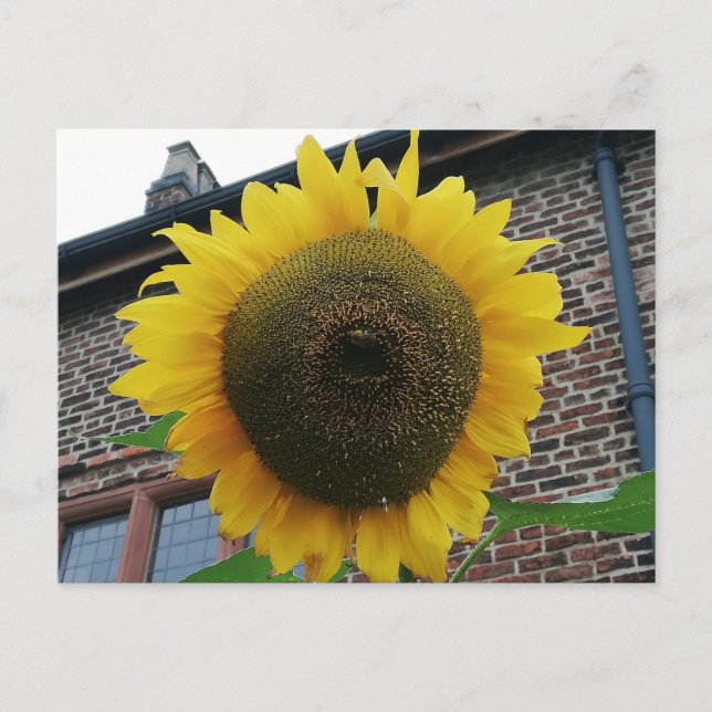 Carte Postale Tournesol (Devant)