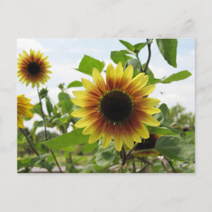 Carte Postale tournesol 2