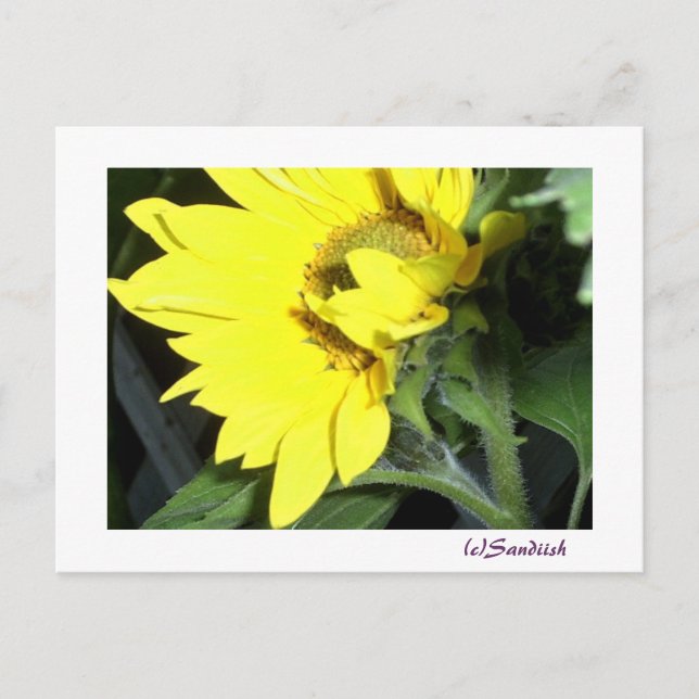Carte Postale tournesol à face gauche (Devant)