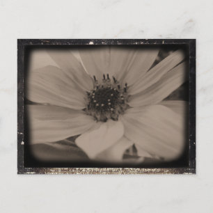 Carte Postale Tournesol Anglé Look Vintage