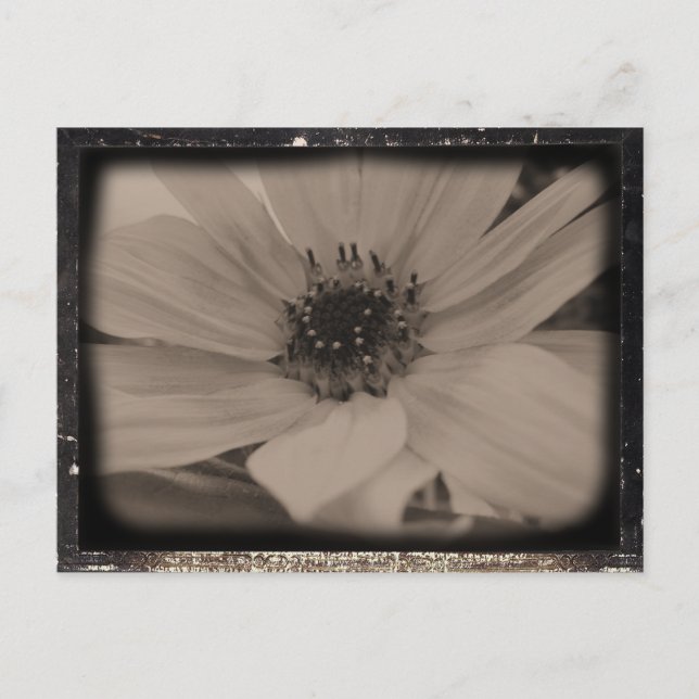 Carte Postale Tournesol Anglé Look Vintage (Devant)