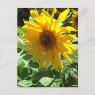 Carte Postale Tournesol aux abeilles