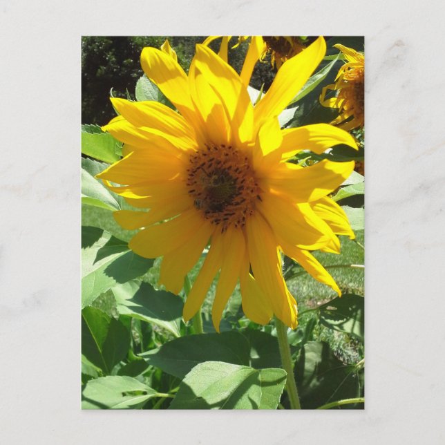 Carte Postale Tournesol aux abeilles (Devant)