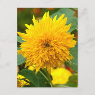 Carte Postale Tournesol avant floraison