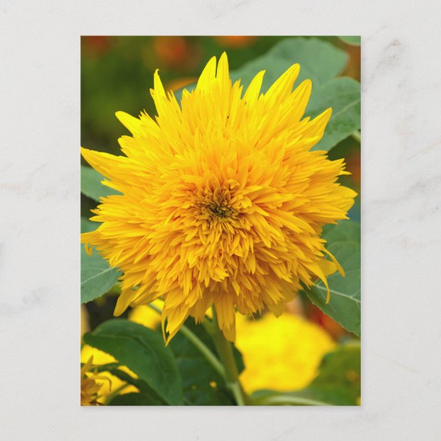 Carte Postale Tournesol avant floraison (Devant)