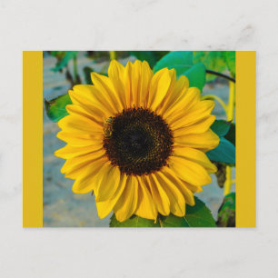 Carte Postale Tournesol avec abeille