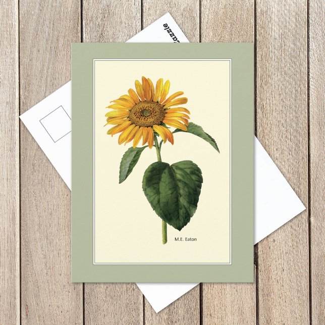 Carte Postale Tournesol British Botanical Illustration (Créateur téléchargé)