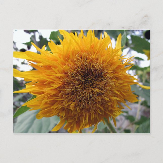 Carte Postale Tournesol câlin (Devant)