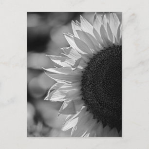 Carte postale Tournesol Dans Le Champ NB