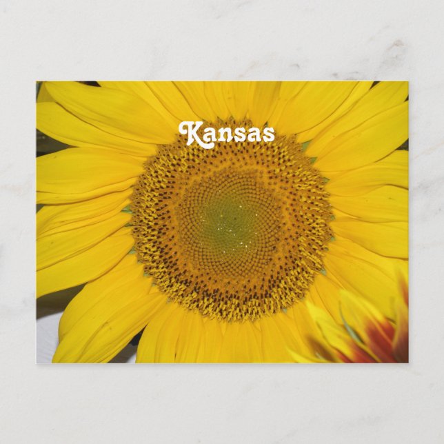 Carte Postale Tournesol dans le Kansas (Devant)
