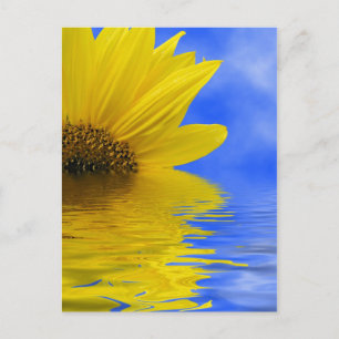 Carte Postale Tournesol dans l'eau