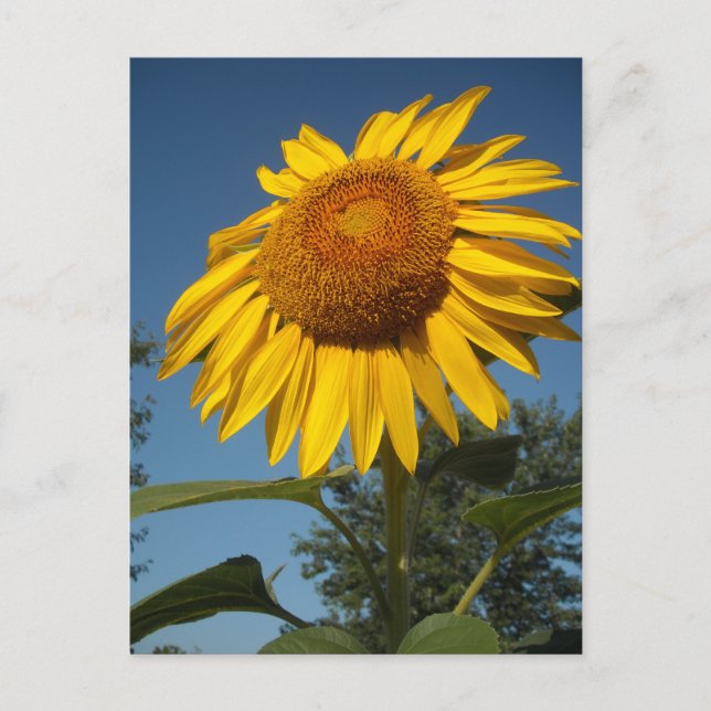 Carte Postale Tournesol du matin (Devant)