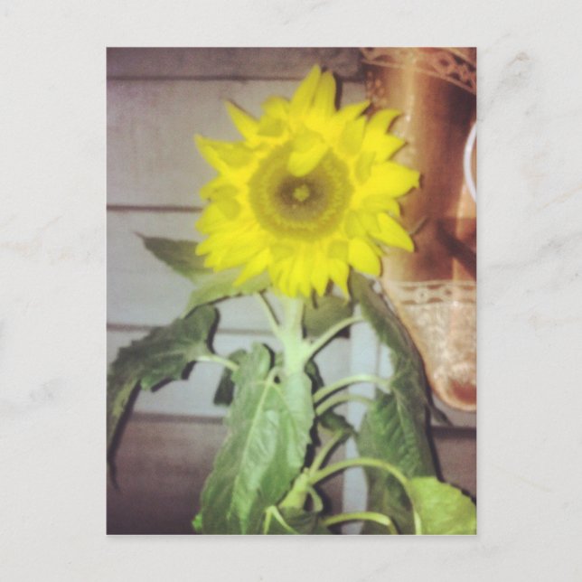 Carte Postale #tournesol en fleurs (Devant)
