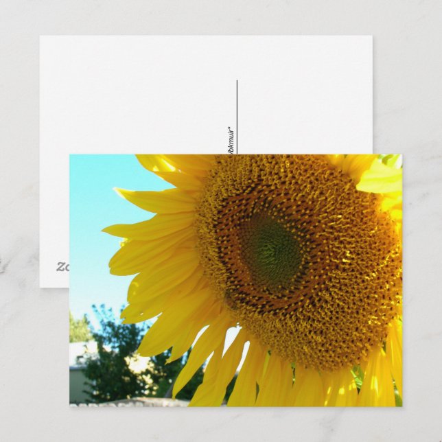 Carte postale - Tournesol et abeille (Devant / Derrière)