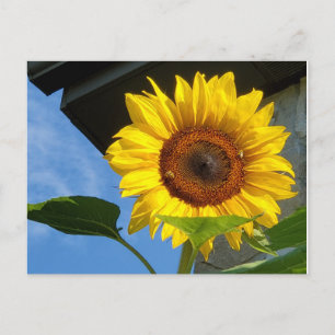 Carte postale tournesol et abeilles