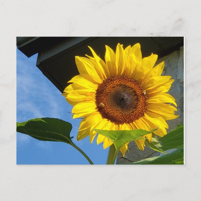 Carte postale tournesol et abeilles (Devant)