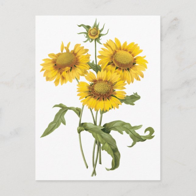 Carte Postale Tournesol floral vintage de Redoute (Devant)