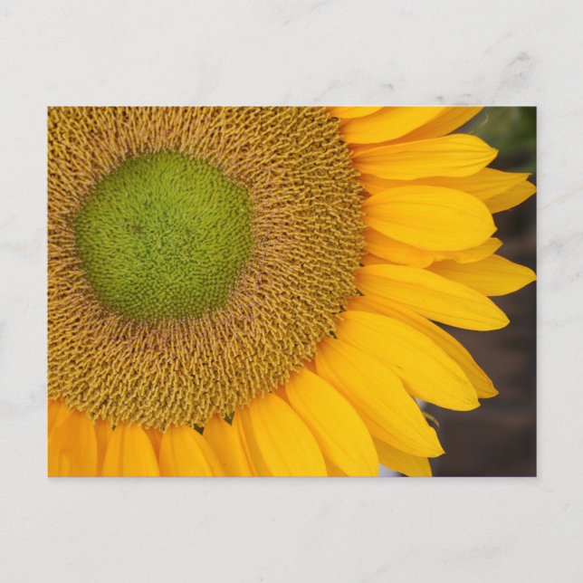 Carte postale Tournesol Flower Photocard (Devant)