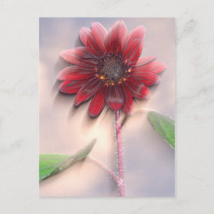 Carte Postale Tournesol hybride soufflant dans le vent