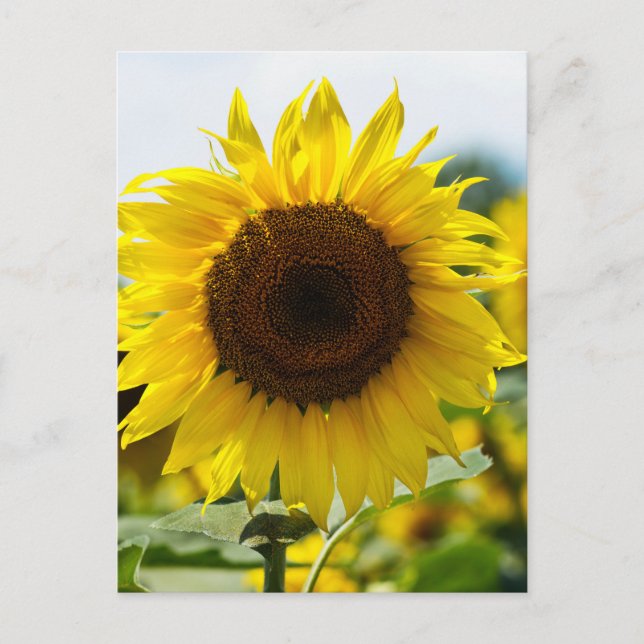Carte postale - Tournesol isolé (Devant)
