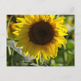 Carte postale - Tournesol isolé dans un champ