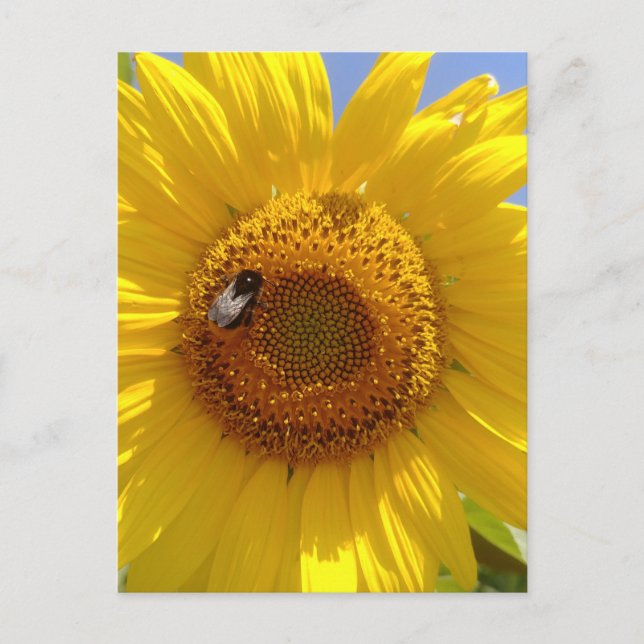 Carte Postale Tournesol jaune (Devant)