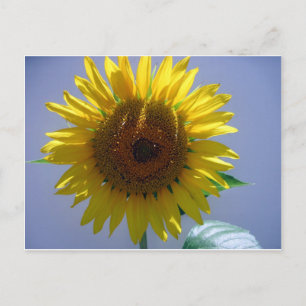 Carte Postale Tournesol jaune