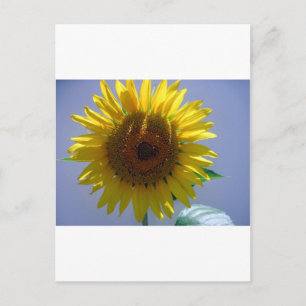Carte Postale Tournesol jaune